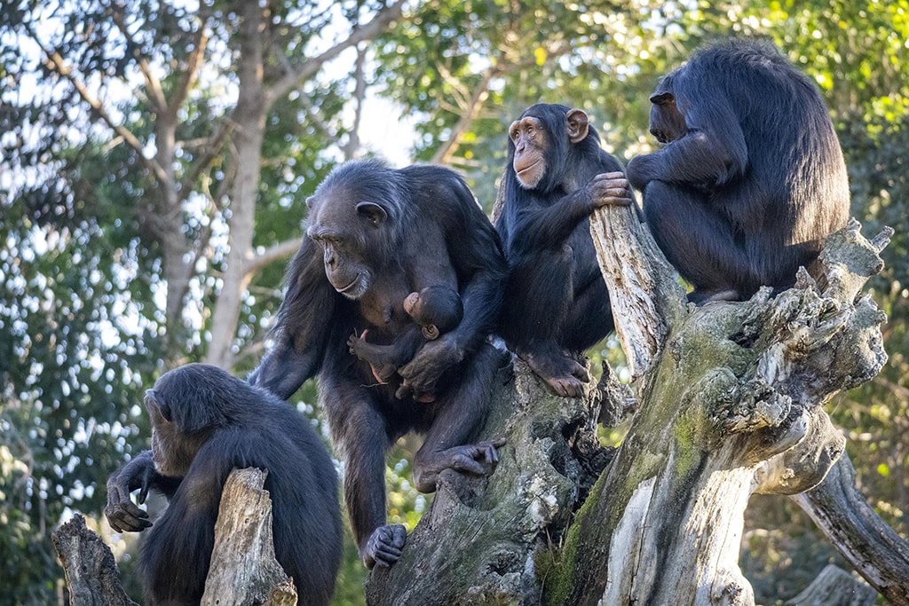 Chimpancés en la selva ecuatorial de BIOPARC Valencia