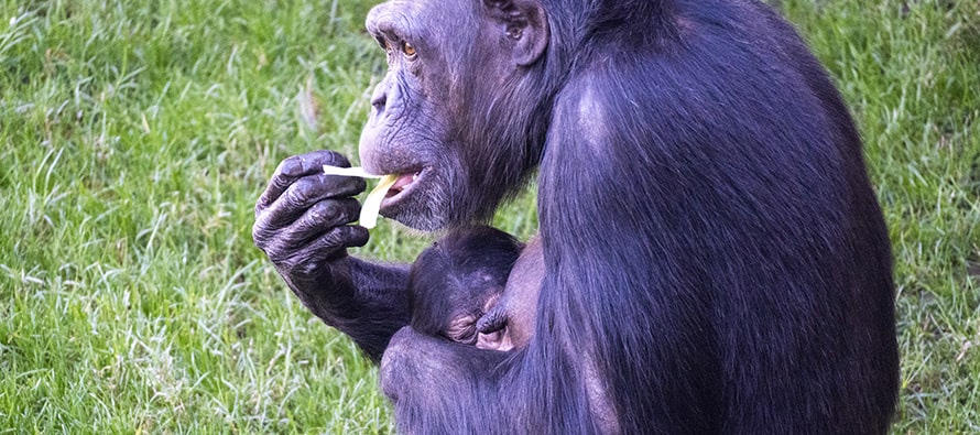 Nace un segundo chimpancé en peligro crítico de extinción en BIOPARC Valencia