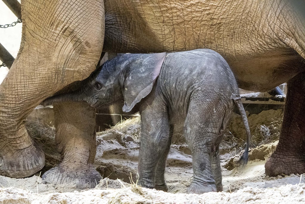 Cría de elefante recién nacida en BIOPARC en los cobijos interiores