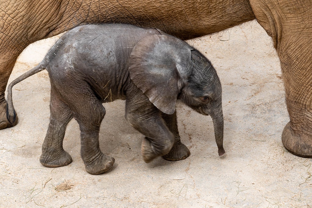 El bebé elefante recién nacido en BIOPARC junto a su madre