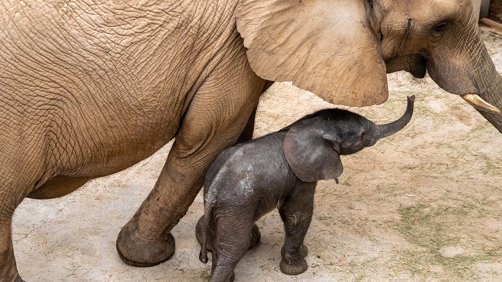 El bebé elefante nacido en BIOPARC Valencia cumple una semana de vida