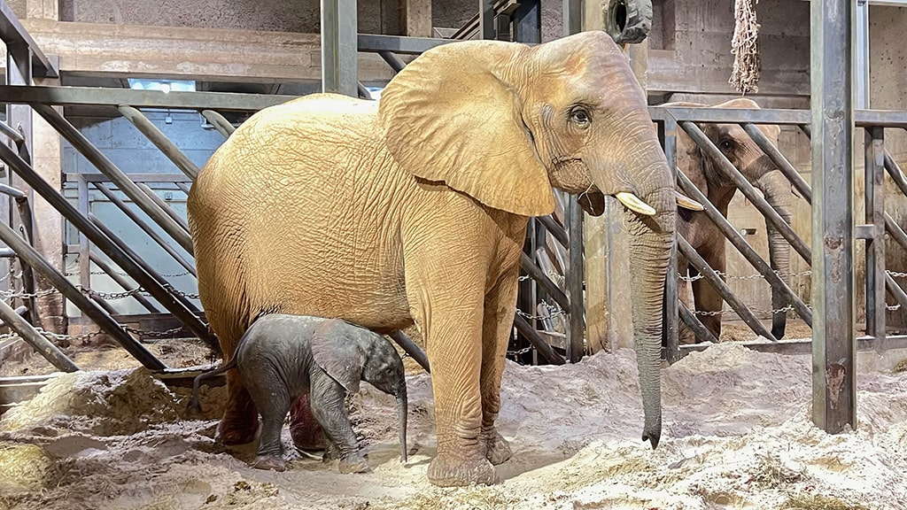 La elefanta Maja junto a su cría recién nacida en las instalaciones interiores de BIOPARC Valencia