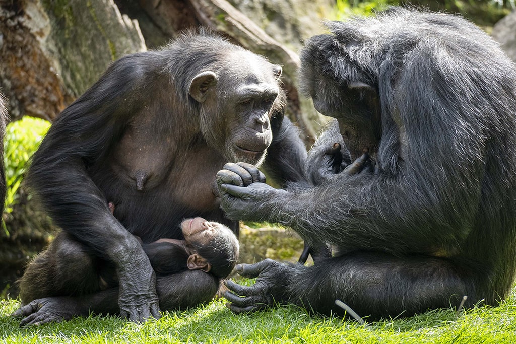 Familia de chimpancés Pan troglodytes verus en BIOPARC Valencia