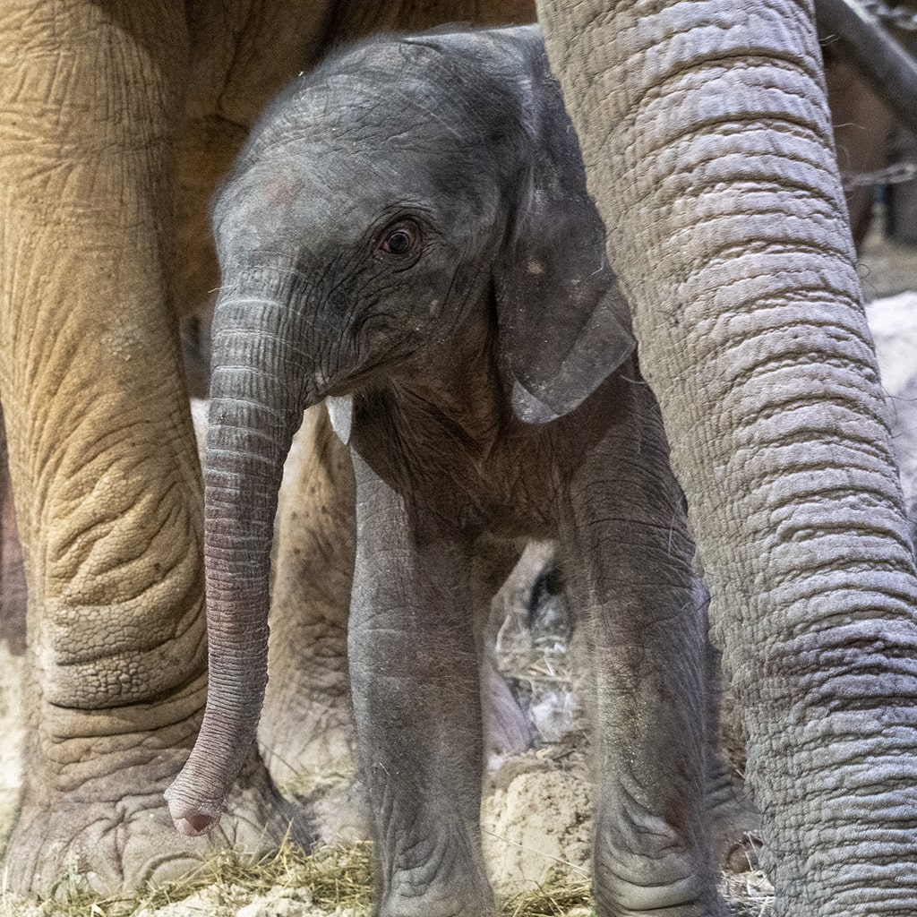 Cría de elefante africano recién nacida en BIOPARC Valencia