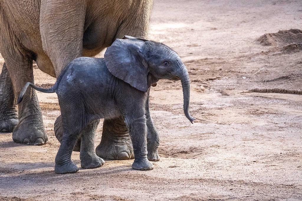 Primer día del bebé elefante en la sabana de BIOPARC