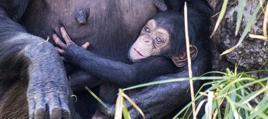 La cría de chimpancé de BIOPARC Valencia se llama Cala, que significa “fortaleza”