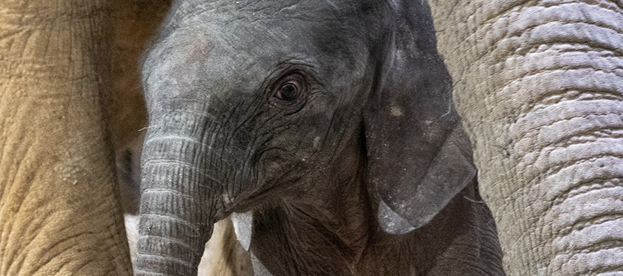 Noche de entusiasmo en BIOPARC Valencia por el parto “en vivo” de un segundo elefante