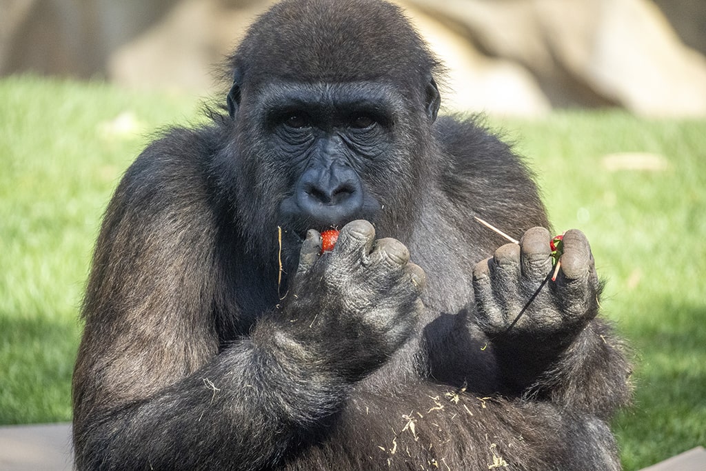 El gorila Félix disfrutando del enriquecimiento ambiental en BIOPARC Valencia con motivo de su aniversario